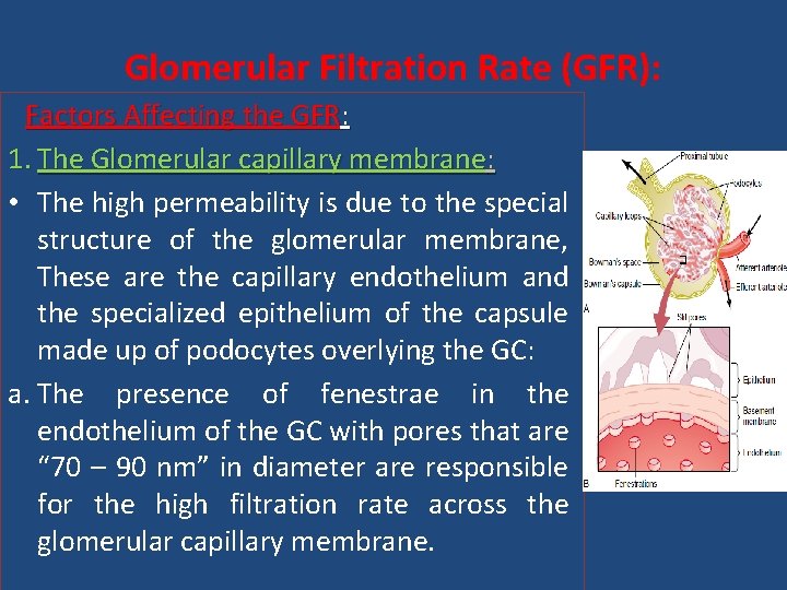 Glomerular Filtration Rate (GFR): Factors Affecting the GFR: 1. The Glomerular capillary membrane: •