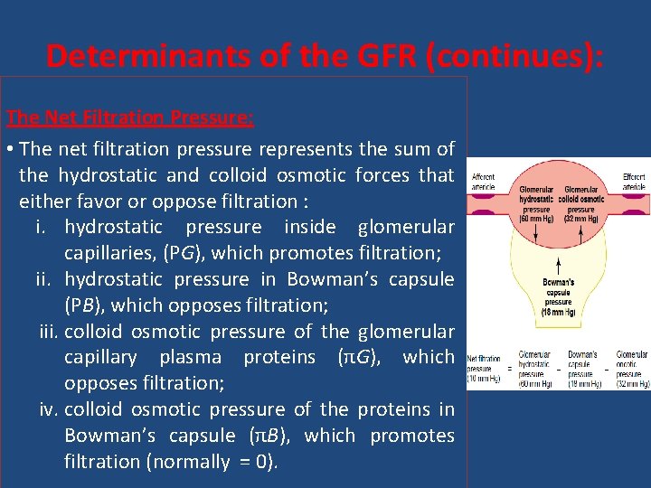 Determinants of the GFR (continues): The Net Filtration Pressure: • The net filtration pressure