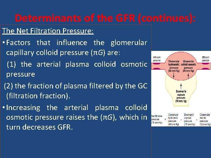 Determinants of the GFR (continues): The Net Filtration Pressure: • Factors that influence the