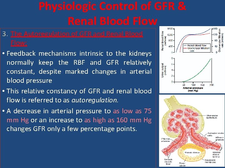 Physiologic Control of GFR & Renal Blood Flow 3. The Autoregulation of GFR and