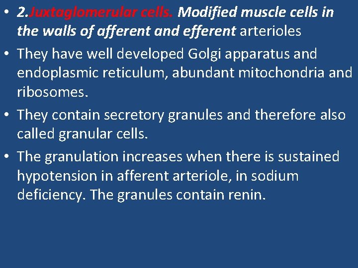  • 2. Juxtaglomerular cells. Modified muscle cells in the walls of afferent and