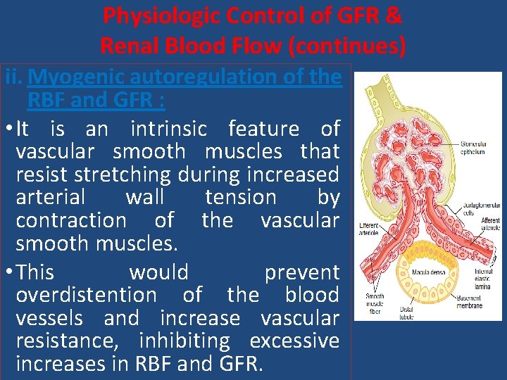 Physiologic Control of GFR & Renal Blood Flow (continues) ii. Myogenic autoregulation of the