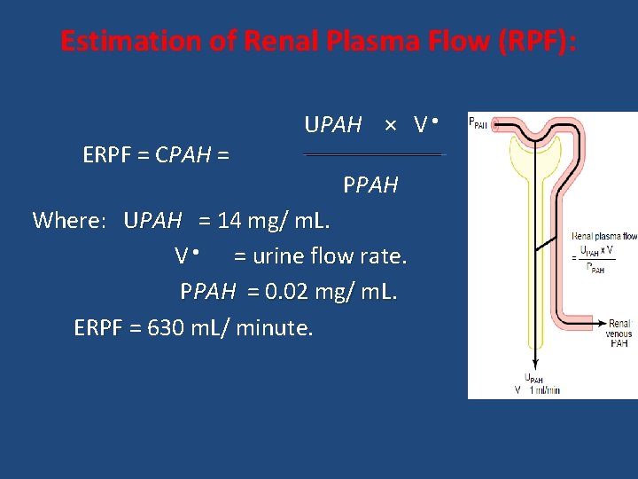 Estimation of Renal Plasma Flow (RPF): ERPF = CPAH = UPAH × V •