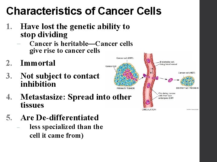 Characteristics of Cancer Cells 1. Have lost the genetic ability to stop dividing -