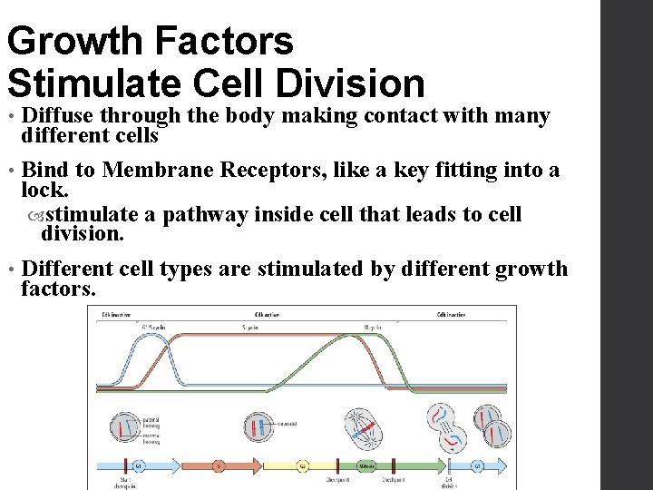 Growth Factors Stimulate Cell Division Diffuse through the body making contact with many different