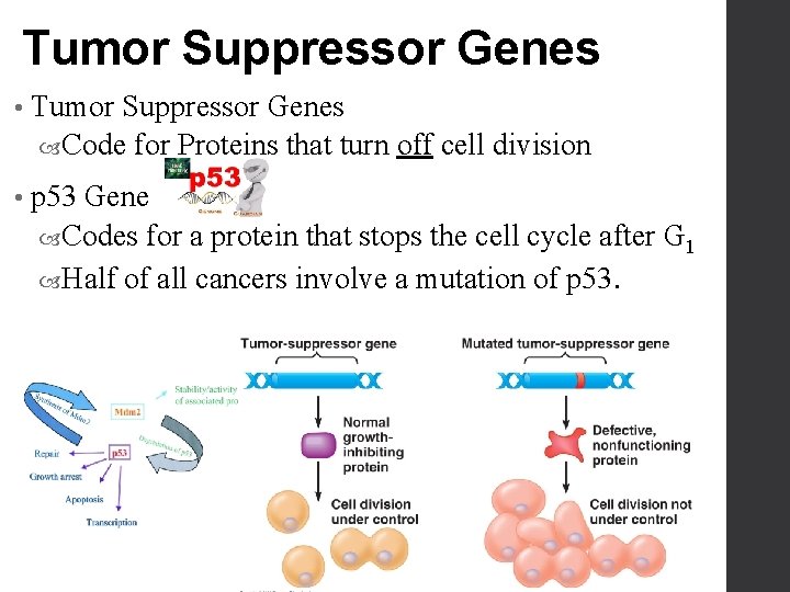 Tumor Suppressor Genes • Tumor Suppressor Genes Code for Proteins that turn off cell