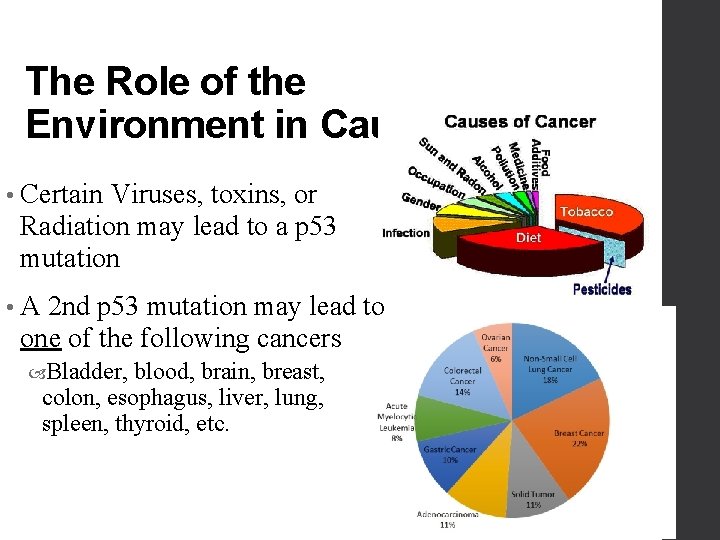 The Role of the Environment in Causing Cancer • Certain Viruses, toxins, or Radiation