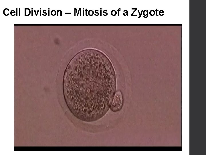 Cell Division – Mitosis of a Zygote 
