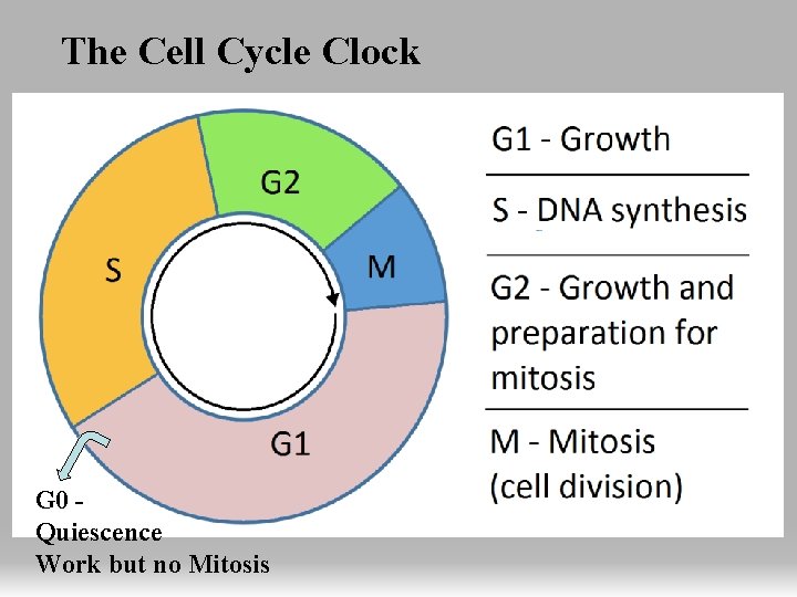 The Cell Cycle Clock G 0 Quiescence Work but no Mitosis 