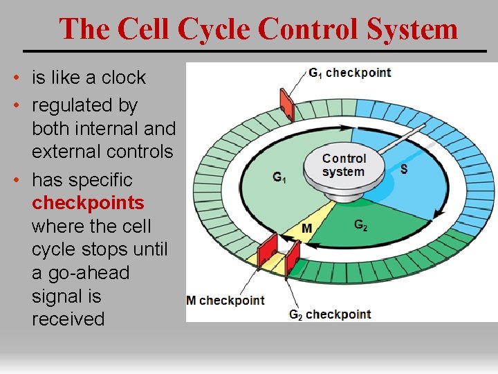The Cell Cycle Control System • is like a clock • regulated by both