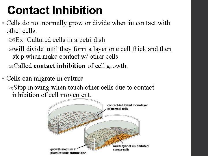 Contact Inhibition • Cells do not normally grow or divide when in contact with