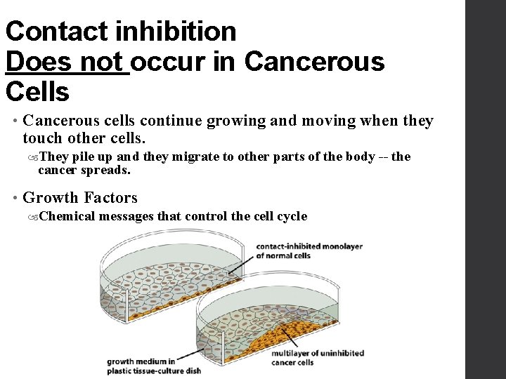 Do Cancer Cells Exhibit Contact Inhibition Cell Cycle Clock Mitosis and Cancer Biology Cell