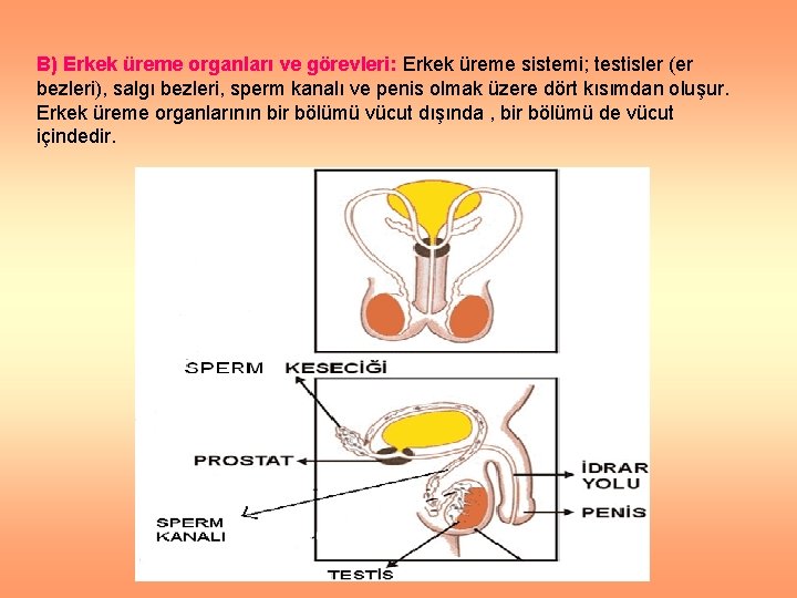 B) Erkek üreme organları ve görevleri: Erkek üreme sistemi; testisler (er bezleri), salgı bezleri,