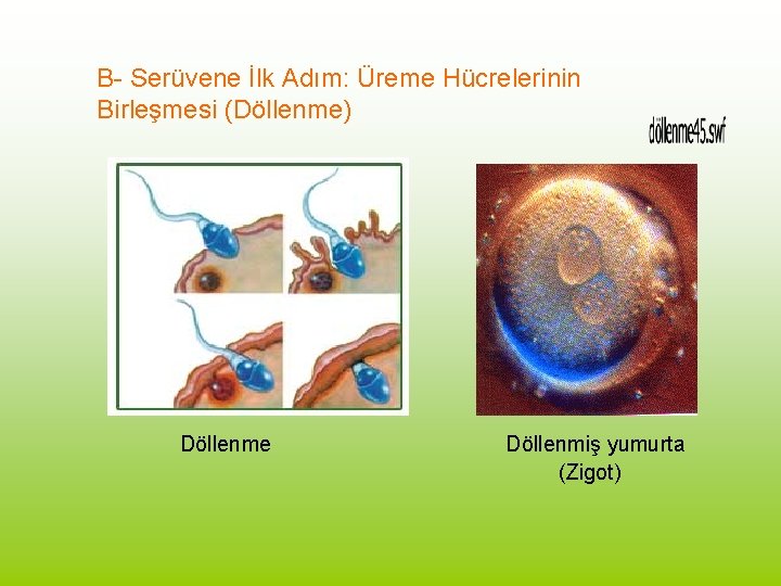 B- Serüvene İlk Adım: Üreme Hücrelerinin Birleşmesi (Döllenme) Döllenme Döllenmiş yumurta (Zigot) 