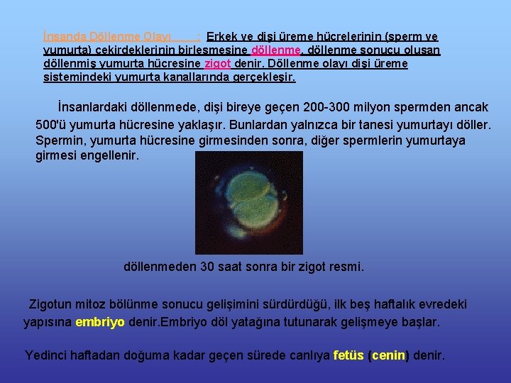 İnsanda Döllenme Olayı : Erkek ve dişi üreme hücrelerinin (sperm ve yumurta) çekirdeklerinin birleşmesine