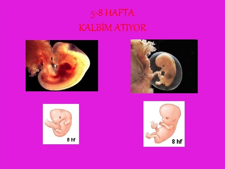 5 -8 HAFTA KALBİM ATIYOR 