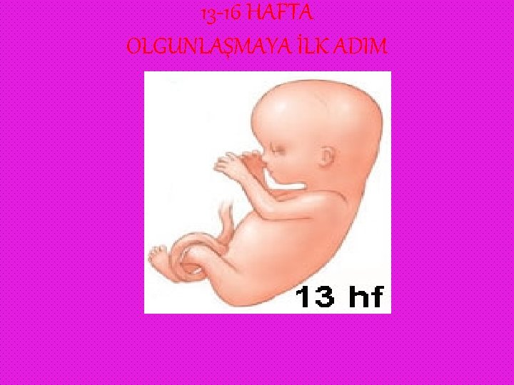 13 -16 HAFTA OLGUNLAŞMAYA İLK ADIM 