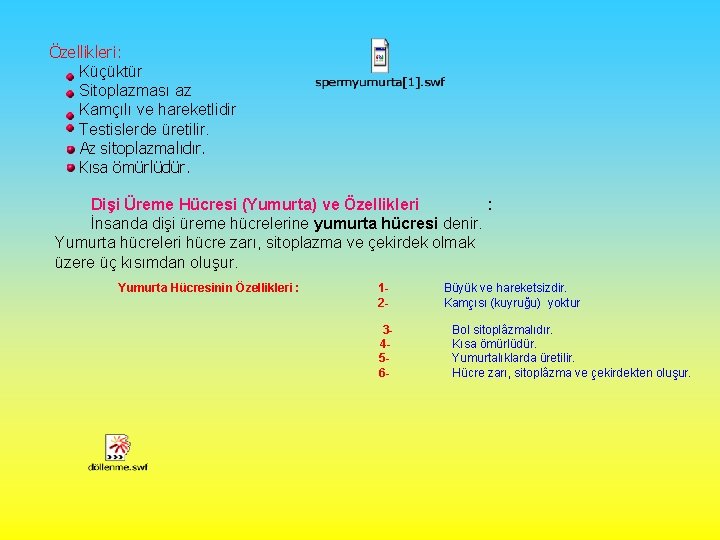 Özellikleri: Küçüktür Sitoplazması az Kamçılı ve hareketlidir Testislerde üretilir. Az sitoplazmalıdır. Kısa ömürlüdür. Dişi