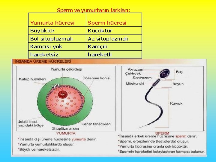 Sperm ve yumurtanın farkları: Yumurta hücresi Sperm hücresi Büyüktür Küçüktür Bol sitoplazmalı Az sitoplazmalı