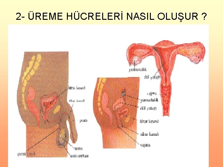 2 - ÜREME HÜCRELERİ NASIL OLUŞUR ? 