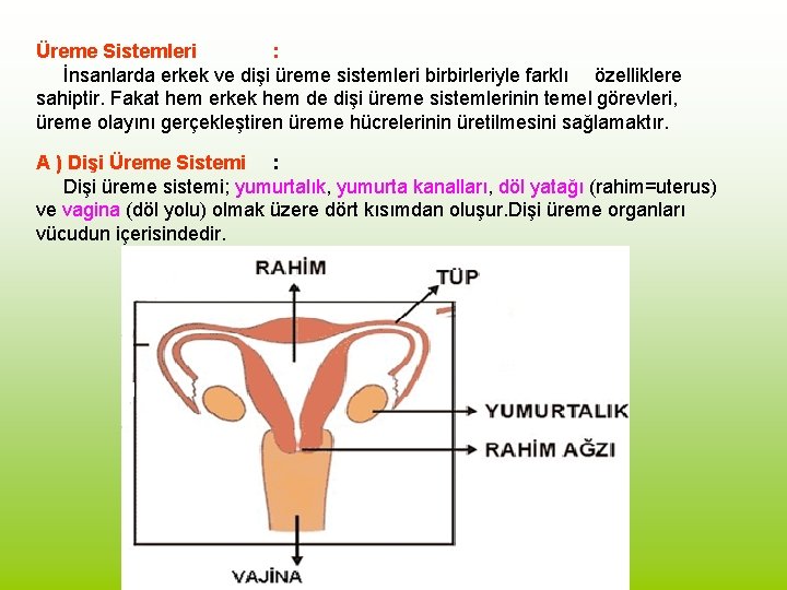 Üreme Sistemleri : İnsanlarda erkek ve dişi üreme sistemleri birbirleriyle farklı özelliklere sahiptir. Fakat
