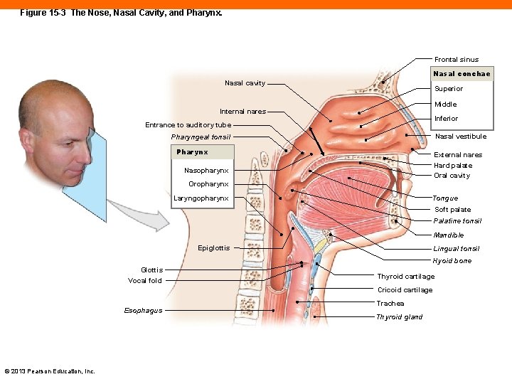 Figure 15 -3 The Nose, Nasal Cavity, and Pharynx. Frontal sinus Nasal conchae Nasal