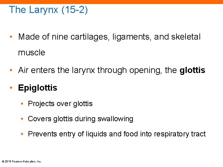 The Larynx (15 -2) • Made of nine cartilages, ligaments, and skeletal muscle •