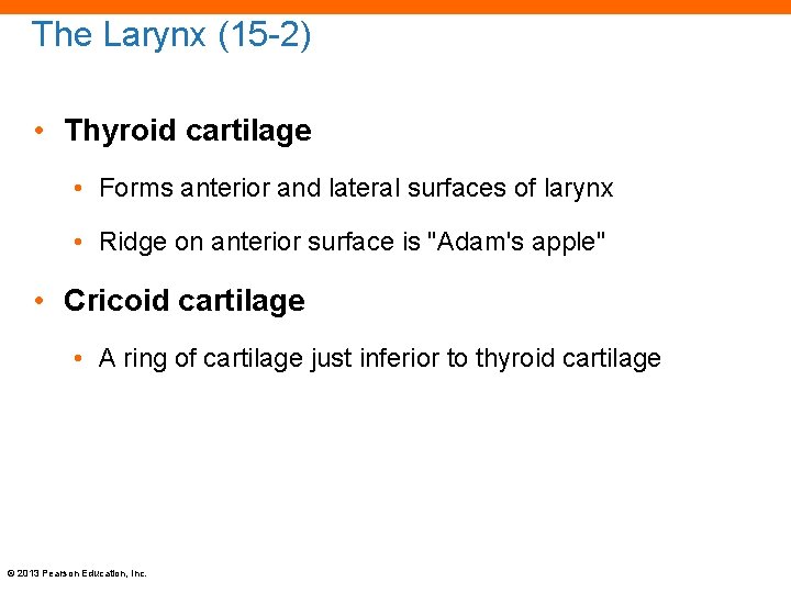 The Larynx (15 -2) • Thyroid cartilage • Forms anterior and lateral surfaces of