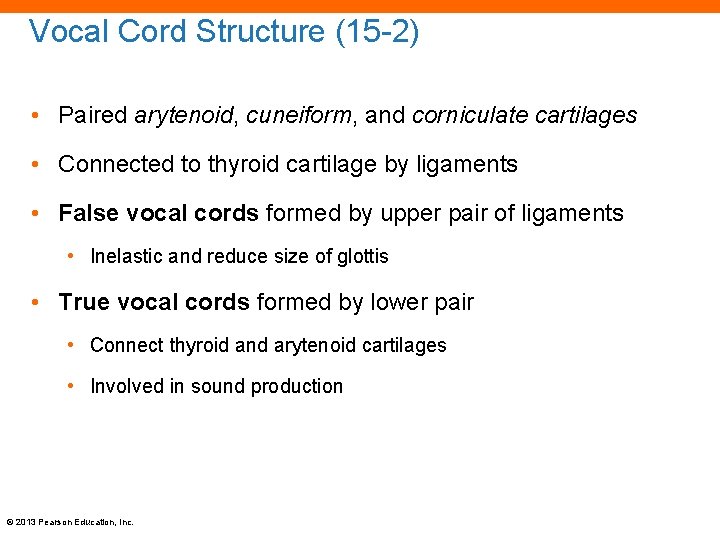 Vocal Cord Structure (15 -2) • Paired arytenoid, cuneiform, and corniculate cartilages • Connected