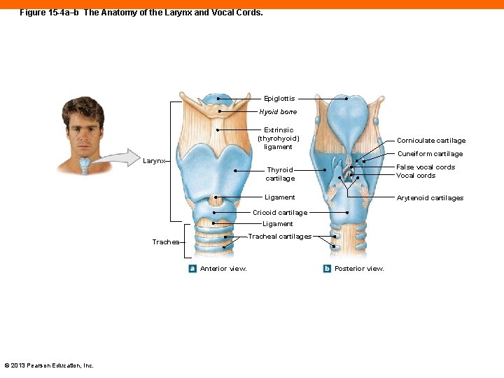 Figure 15 -4 a–b The Anatomy of the Larynx and Vocal Cords. Epiglottis Hyoid