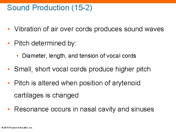 Sound Production (15 -2) • Vibration of air over cords produces sound waves •