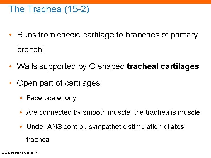 The Trachea (15 -2) • Runs from cricoid cartilage to branches of primary bronchi