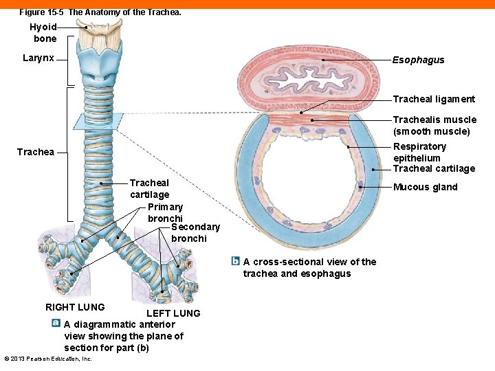 Figure 15 -5 The Anatomy of the Trachea. Hyoid bone Larynx Esophagus Tracheal ligament