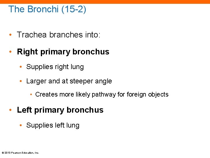 The Bronchi (15 -2) • Trachea branches into: • Right primary bronchus • Supplies