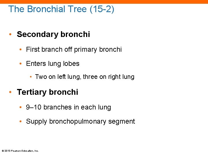 The Bronchial Tree (15 -2) • Secondary bronchi • First branch off primary bronchi