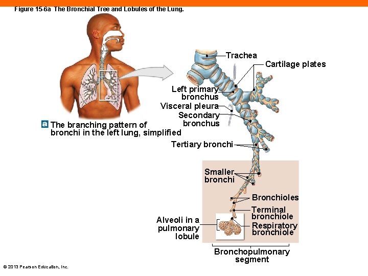 Figure 15 -6 a The Bronchial Tree and Lobules of the Lung. Trachea Cartilage