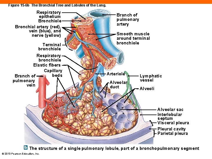 Figure 15 -6 b The Bronchial Tree and Lobules of the Lung. Respiratory epithelium