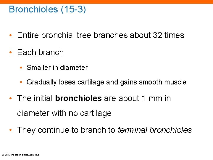 Bronchioles (15 -3) • Entire bronchial tree branches about 32 times • Each branch