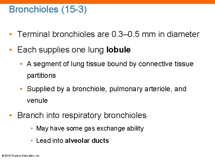 Bronchioles (15 -3) • Terminal bronchioles are 0. 3– 0. 5 mm in diameter