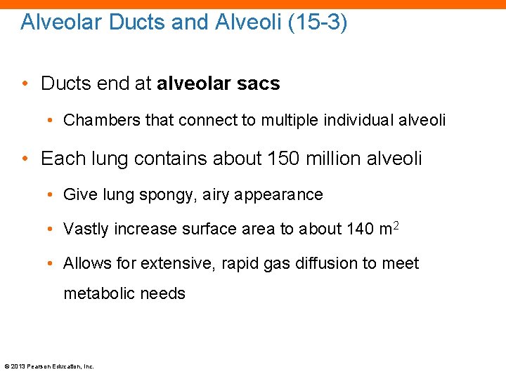 Alveolar Ducts and Alveoli (15 -3) • Ducts end at alveolar sacs • Chambers