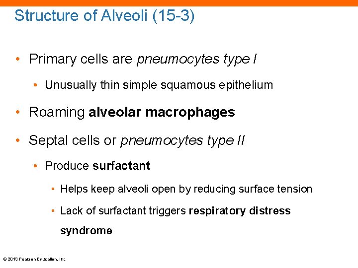 Structure of Alveoli (15 -3) • Primary cells are pneumocytes type I • Unusually