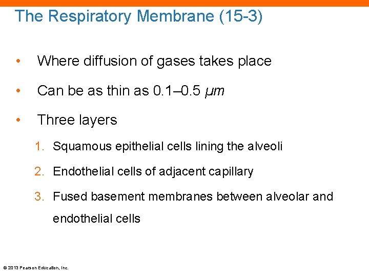 The Respiratory Membrane (15 -3) • Where diffusion of gases takes place • Can