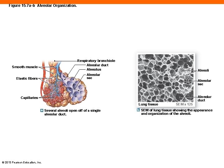 Figure 15 -7 a–b Alveolar Organization. Smooth muscle Elastic fibers Respiratory bronchiole Alveolar duct