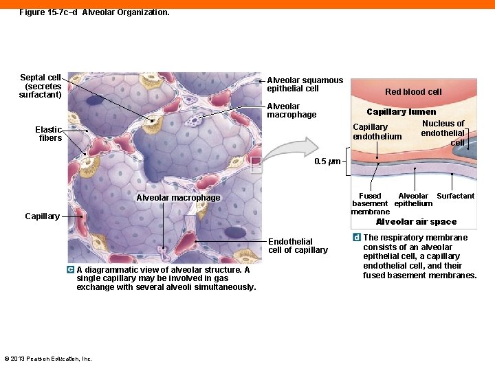 Figure 15 -7 c–d Alveolar Organization. Septal cell (secretes surfactant) Alveolar squamous epithelial cell