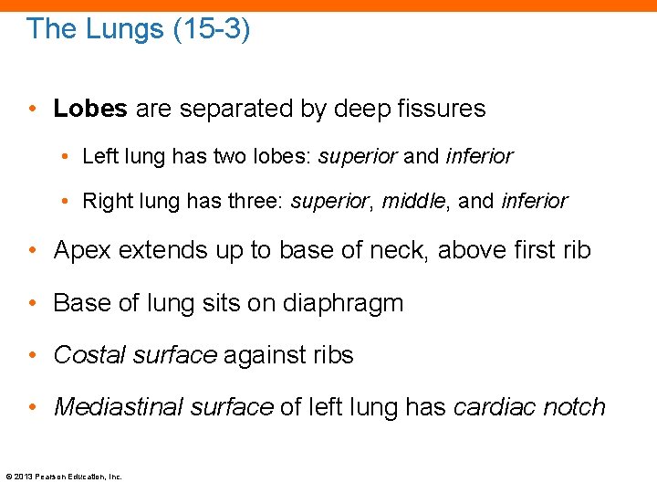 The Lungs (15 -3) • Lobes are separated by deep fissures • Left lung