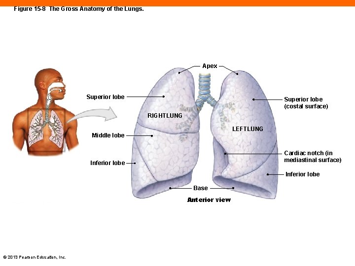 Figure 15 -8 The Gross Anatomy of the Lungs. Apex Superior lobe (costal surface)