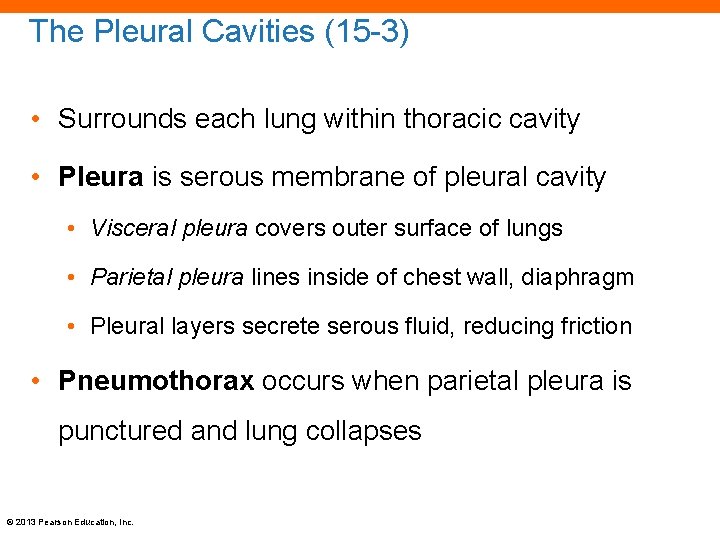 The Pleural Cavities (15 -3) • Surrounds each lung within thoracic cavity • Pleura