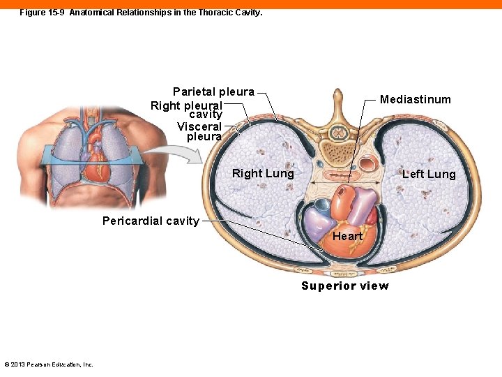 Figure 15 -9 Anatomical Relationships in the Thoracic Cavity. Parietal pleura Right pleural cavity