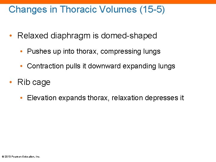 Changes in Thoracic Volumes (15 -5) • Relaxed diaphragm is domed-shaped • Pushes up