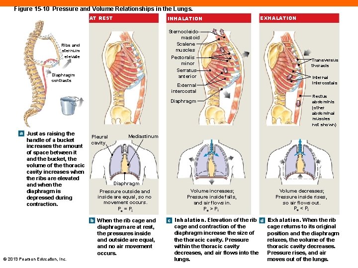 Figure 15 -10 Pressure and Volume Relationships in the Lungs. AT REST INHALATION Sternocleidomastoid